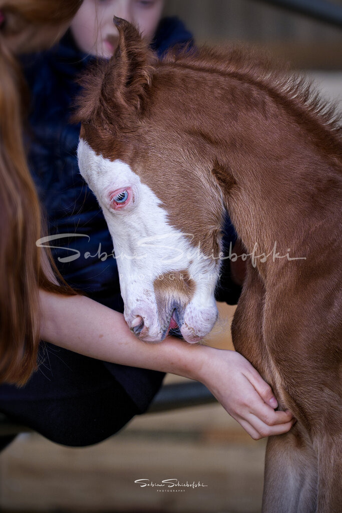 "Nici" | Mit einer sehr auffälligen Zeichnung "Laterne" kam dieses Hengstfohlen auf die Welt - Realisiert mit Pictrs.com