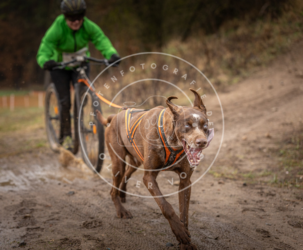 DV3A9468 | Hundefotografie, Tierfotograf, Pfotenfotografie, Fotoshooting Hund, Hunde Portrait, Hundesport, Hundeportraits, Heideshooting, Hunde, Sportfotograf, Hundefotograf, Turnierhundsport, THS,  - Realisiert mit Pictrs.com