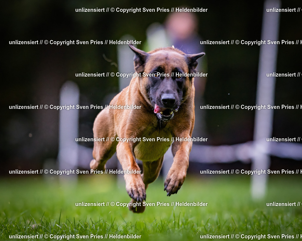 Sven Pries | 2024-10-19 - Hunderennen Ober-Grombach - Realisiert mit Pictrs.com