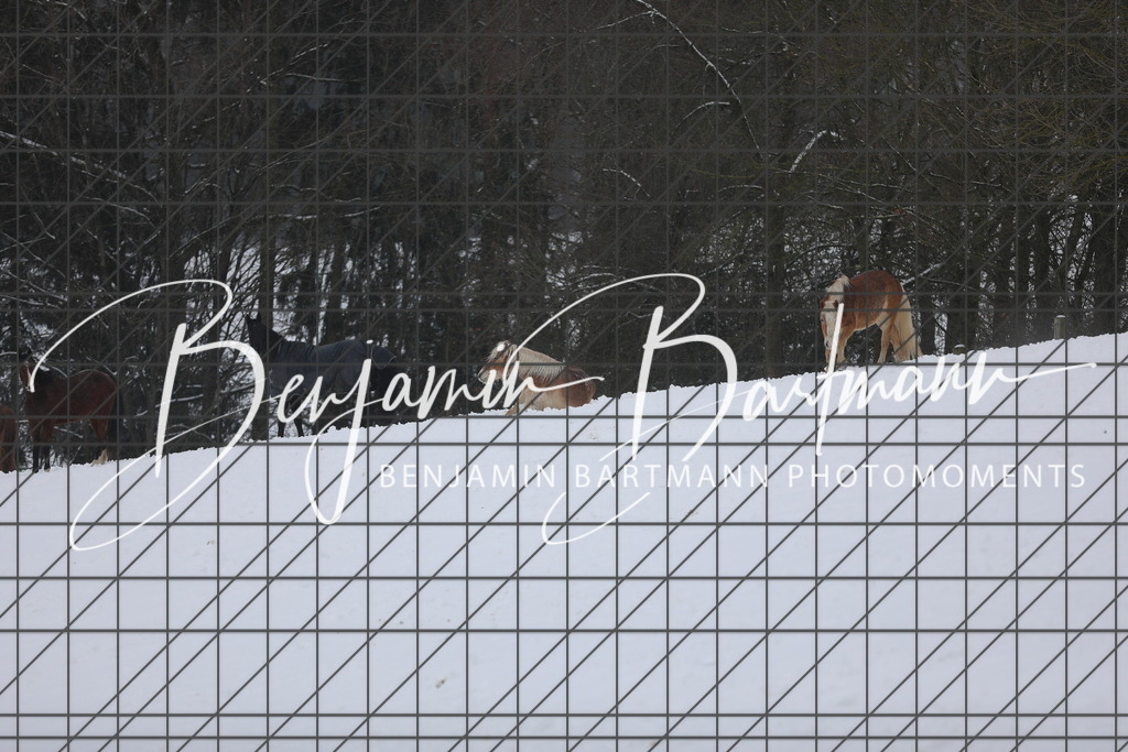 AZ2A3383 | Benjamin Bartmann Photomoments