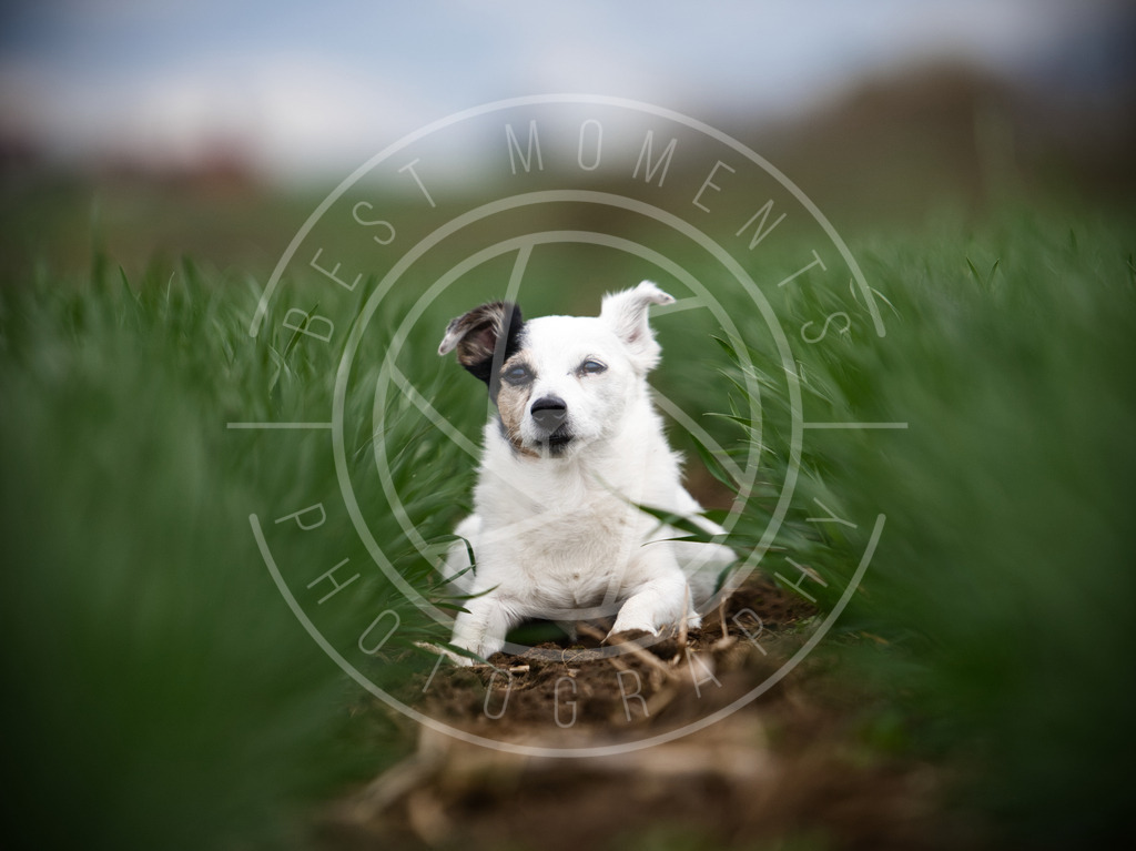 DSC_1431 | best-moments-photography - Realisiert mit Pictrs.com