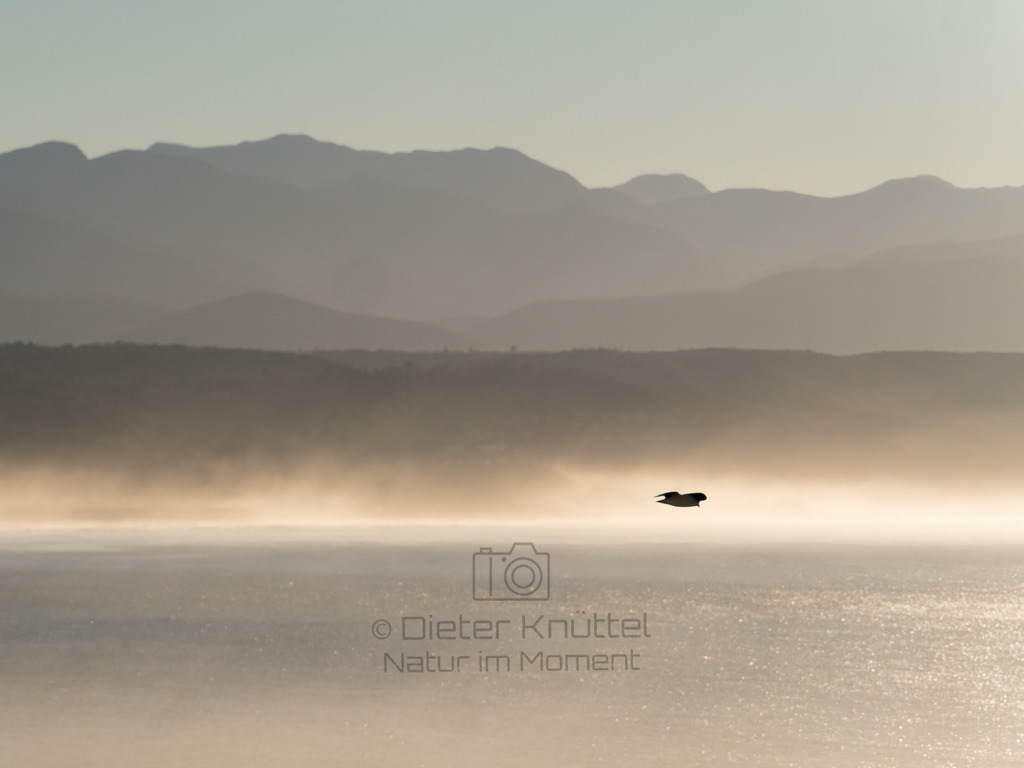 Möwe im Morgennebel, Süd-Afrika | Eine Möwe morgens in Plettenberg Bay auf der Garden Route in Süd-Afrika - Realisiert mit Pictrs.com