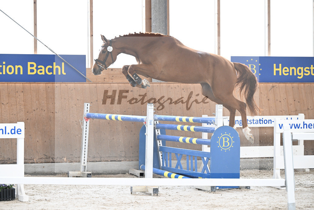 Kat-Nr. 57 Zauberwald v. Talent Charboniere_Bray_5251676 | hf-fotografie - Realisiert mit Pictrs.com