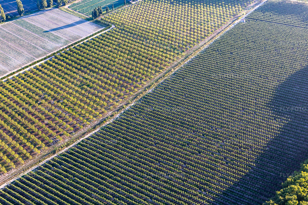 Aerial view: Olive groves in Maillane in the state Bouches du Rhone, France.Photo: IMG_129597.jpg taken on 09/23/2021 by Werner Riehm/FLY-FOTO.comResolution of the original: 5472 x 3648 px