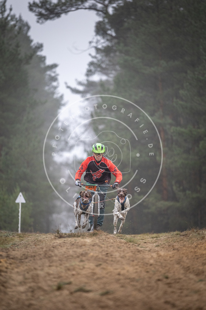 Pfotenfotografie_DV3A0915 | Hundefotografie, Tierfotograf, Pfotenfotografie, Fotoshooting Hund, Hunde Portrait, Hundesport, Hundeportraits, Heideshooting, Hunde, Sportfotograf, Hundefotograf, Turnierhundsport, THS,  - Realisiert mit Pictrs.com