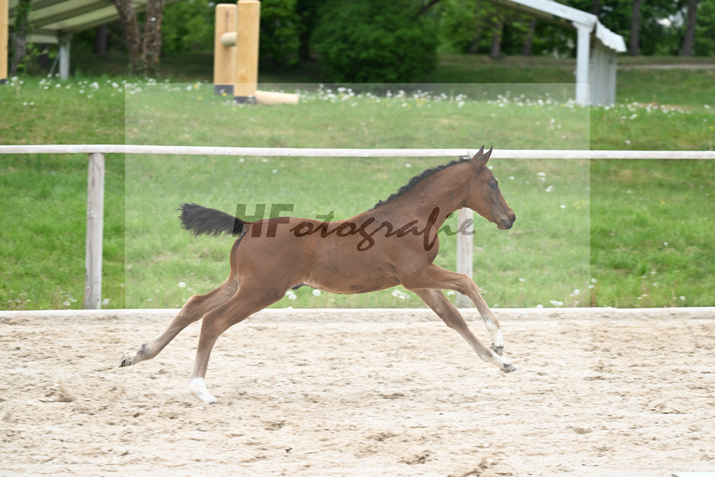 Kat-Nr. 7 HF Der Zauberlehrling x Cosmo Royale_Fuchs_24260373 | hf-fotografie - Realisiert mit Pictrs.com