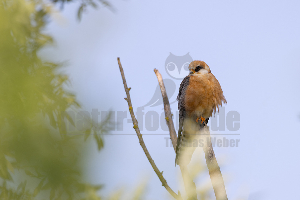 R5NF8493_20240513 | Rotfußfalken brüten in Ost- bis Südosteuropa. Ihr Überwinterungsgebiet liegt in Afrika. Sie sind als Durchzügler hierzulande eine Ausnahmeerscheinung, vor allem auf dem Frühjahrszug zurück in ihre Brutgebiete. Rotfußfalken sind eine mittelgroße Falkenart, bei der sich Männchen und Weibchen äußerlich deutlich unterscheiden. Die Männchen haben eine unverwechselbare Gefiederfärbung. - Realisiert mit Pictrs.com