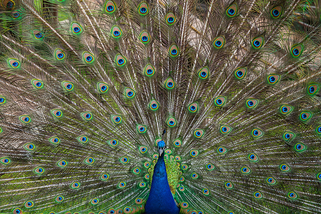 Gefiederter Narziss | Pfau mit buntem Federrad - Realisiert mit Pictrs.com