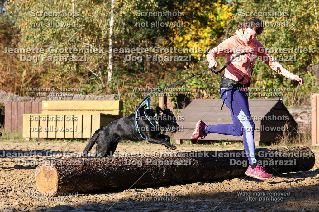 Dog Paparazzi - Strongdog 10-25-1359 | Dog Paparazzi Jeanette Grottendiek Fotografie & Videografie - Realisiert mit Pictrs.com