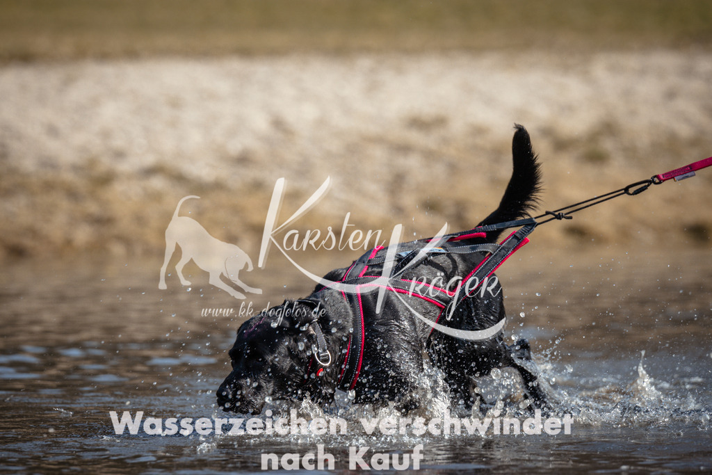 1153_ZZ97136 | kk-dogfotos