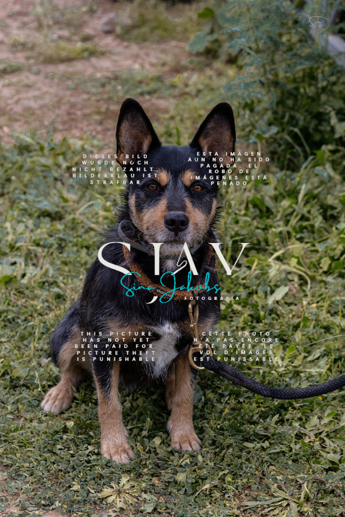 IMG_4759 | s-jay-photography - Realisiert mit Pictrs.com