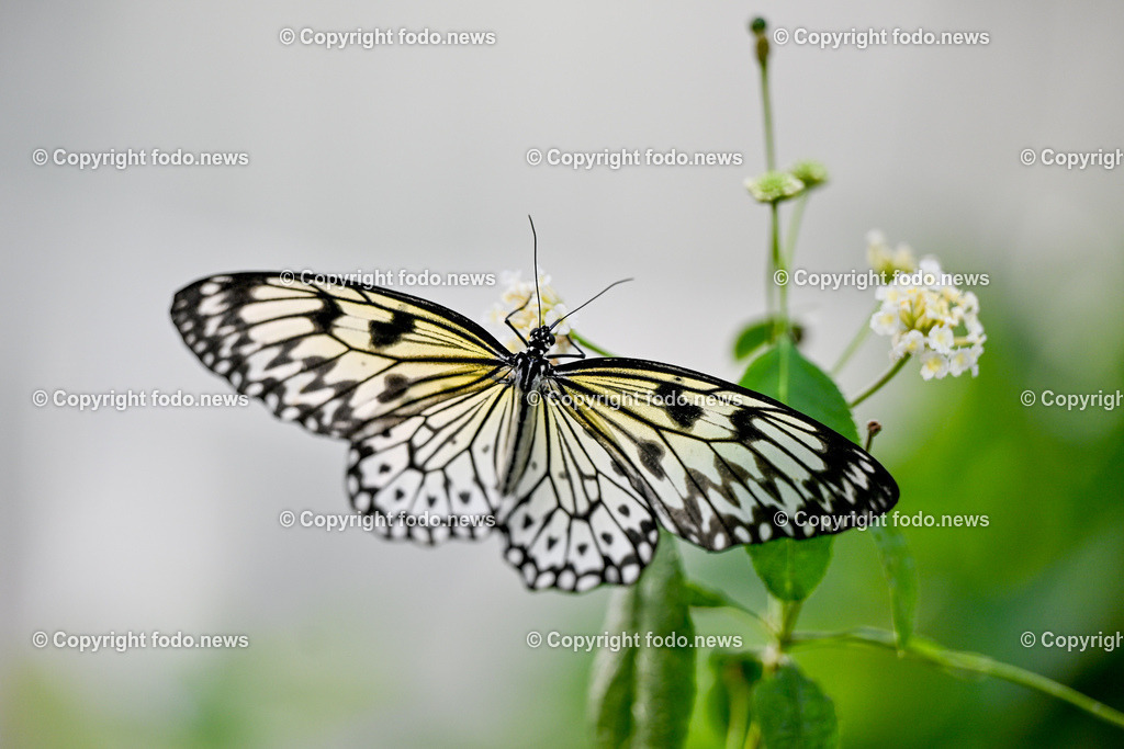 Botanischer Garten Linz_ Schmetterlinge_ Orchideen_ 21.01.2024-20 | 21.01.2024, Botanischer Garten Linz, AUT, Schmetterlinge, im Bild tropische Schmetterlinge, Schmetterling, Falter, Natur, Tiere, Blumen, Pflanzen, Insekten, Butterfly, Tropenhaus