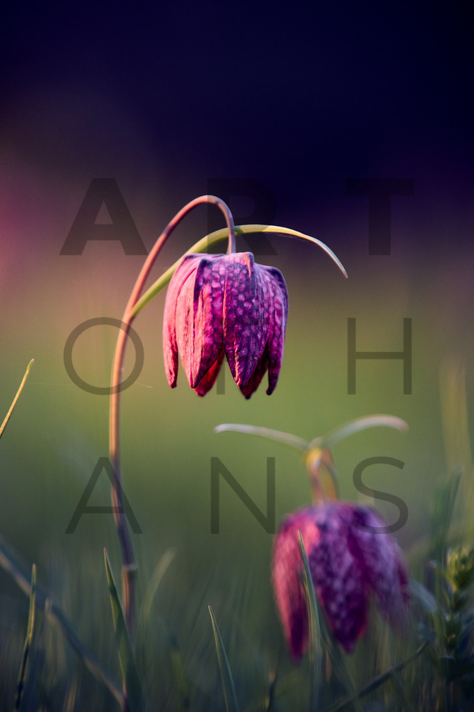 Ein Hans Fineart Original | Entdecke die Kunst von Hans Fineart - Fotografien für dein Zuhause. Verwandle deine Wände mit einzigartigen Kunstwerken und bringe die Schönheit der Welt in dein Leben. Bestelle jetzt und schaffe einen Ort der Inspiration und Eleganz.