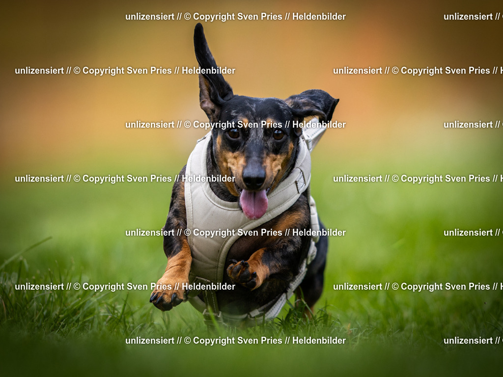 Sven Pries | 2025-04-13 - Hunderennen Baden-Baden - Realisiert mit Pictrs.com