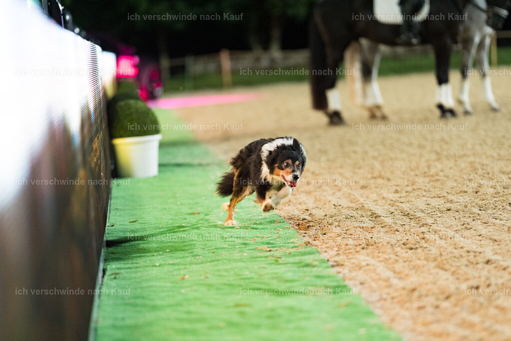 Gala-485 | working equitationturnier fotograf videograf stoibphotography marixx film working equitation deutschland reitsport turnierfotografie eventfotografie equestrian events