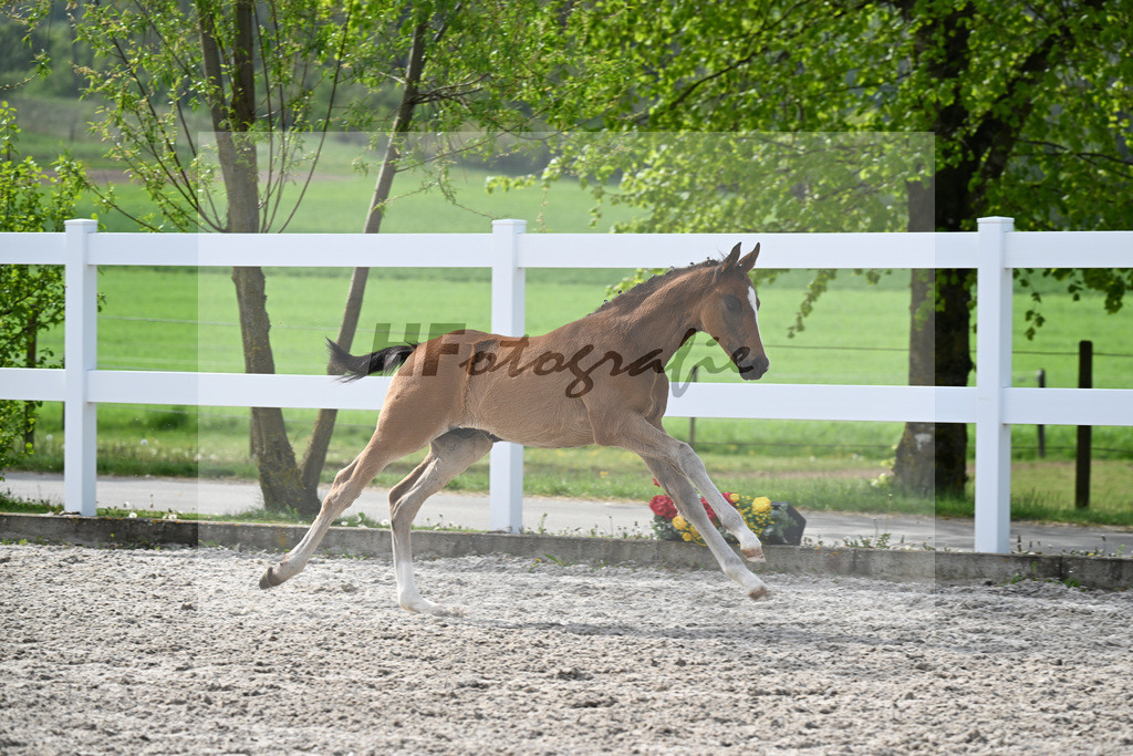 Kat-Nr. 811 HF v. Grey Tonic x Sir Donnerhall I_Rieder_23260224 | hf-fotografie - Realizzato con Pictrs.com