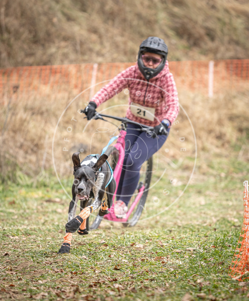 Pfotenfotografie_DV3A7200 | Hundefotografie, Tierfotograf, Pfotenfotografie, Fotoshooting Hund, Hunde Portrait, Hundesport, Hundeportraits, Heideshooting, Hunde, Sportfotograf, Hundefotograf, Turnierhundsport, THS,  - Realisiert mit Pictrs.com