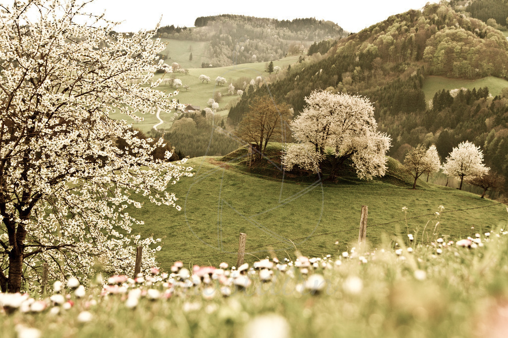 Der Tabor | Bei Veröffentlichung des Bildes ist eine Namensnennung wie folgt erforderlich: 
Foto: Mostdirn Irmgard Wieser - Realisiert mit Pictrs.com
