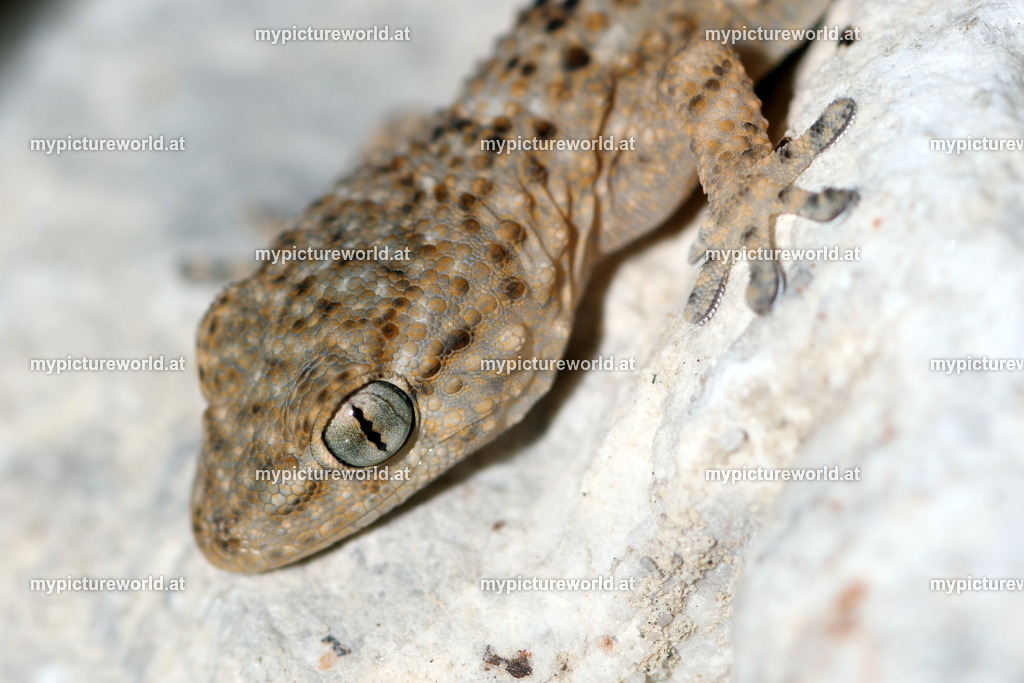 Europäischer Halbfinger-003 | Das Bilderarchiv über Tiere, Planzen und Landschaften. In der Bilddatenbank finden Sie ein große Auswahl an hochwertigen Bilder für Ihre Werbung - Realisiert mit Pictrs.com