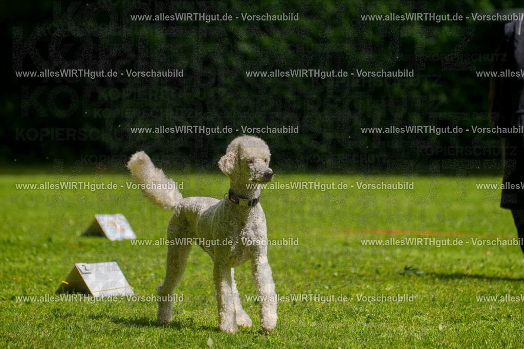 @allesWIRTHgut_Tierfotografie - www.allesWIRTHgut.de - 7R503630 | Professionelle Tierfotografie in Mönchengladbach von Daniel Wirth (allesWIRTHgut). Liebevolle & natürliche Bilder von Hunden & Katzen für unvergessliche Erinnerungen.