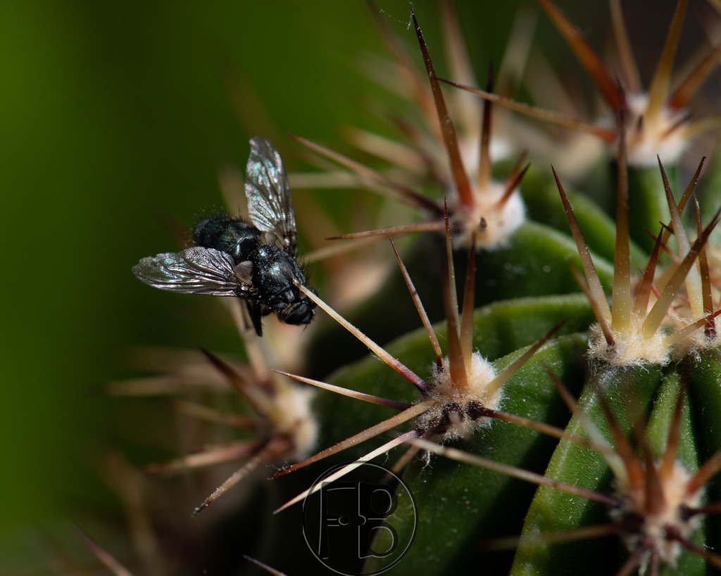 Unfalltod einer Fliege | Macroaufnahme. Die Stacheln des Bauerkaktus übersah die Fliege und spießte sich an der Stirn auf.  - Realisiert mit Pictrs.com