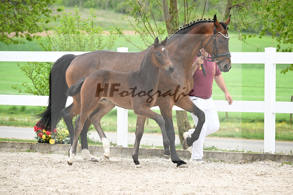 Kat-Nr. 8 HF Tesino RS x Benetton Dream_Greim_23260914 | hf-fotografie - Realisiert mit Pictrs.com