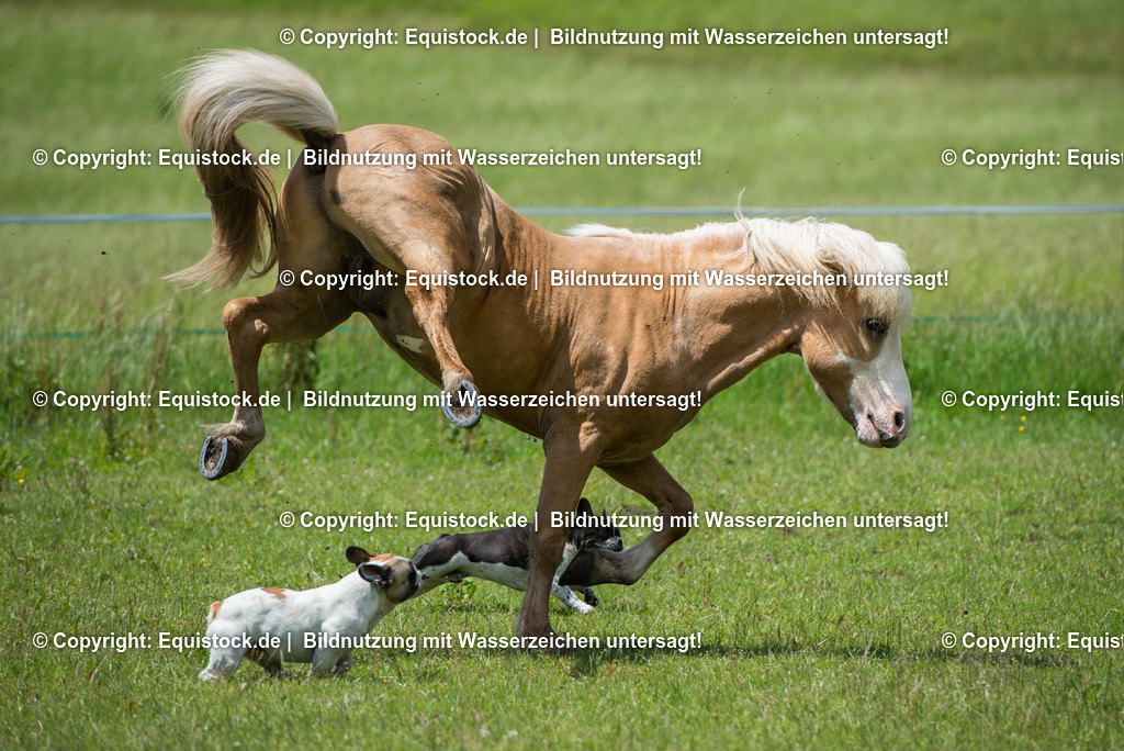 20160620_Isl__nder_auf_Weide_0005 | Foto: Linda Balz