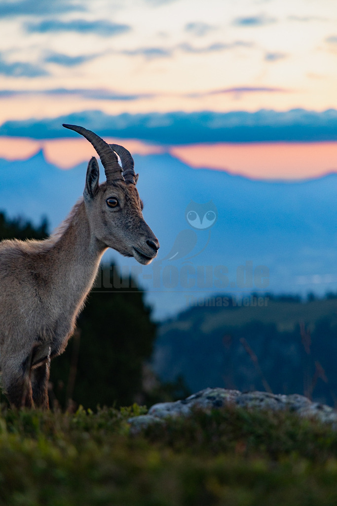 R6NF2812_20250709 | Ein majestätischer Steinbock (Capra ibex) steht im Profil auf einem felsigen, grasbewachsenen Bergrücken. Sein Blick ist nach rechts gerichtet, und seine markanten, geriffelten Hörner sind deutlich zu erkennen. Das Fell des Tieres ist in warmes Licht getaucht, während der Hintergrund in den kühlen Farbtönen eines Sonnenuntergangs oder Sonnenaufgangs leuchtet. Eine atemberaubende Berglandschaft erstreckt sich im Hintergrund, mit Schattierungen von Blau, Rosa und Orange am Himmel und über den fernen Gipfeln. Es sind keine direkten Interaktionen zu beobachten; der Steinbock scheint die Umgebung aufmerksam zu beobachten. - Realisiert mit Pictrs.com