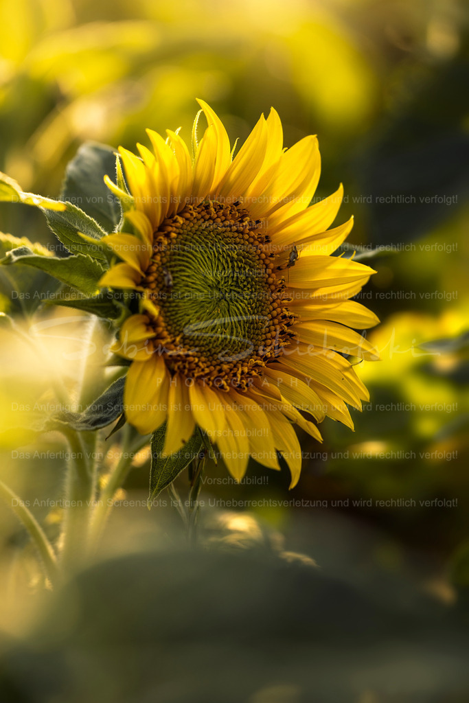 Hope | Exklusive Naturfotografie für stilvolle Wanddekoration ★ Premium Wandbilder Made in Germany ✔️ FineArt Drucke & Downloads ✔️ Brillante Farben, höchste Qualität & weltweiter Versand ✔️ - Realisiert mit Pictrs.com