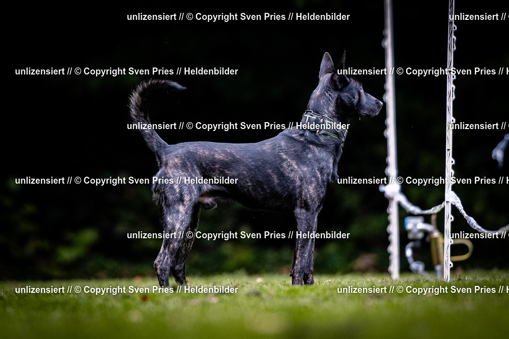 Sven Pries | 2025-10-03 - Hunderennen Obergrombach - Realisiert mit Pictrs.com
