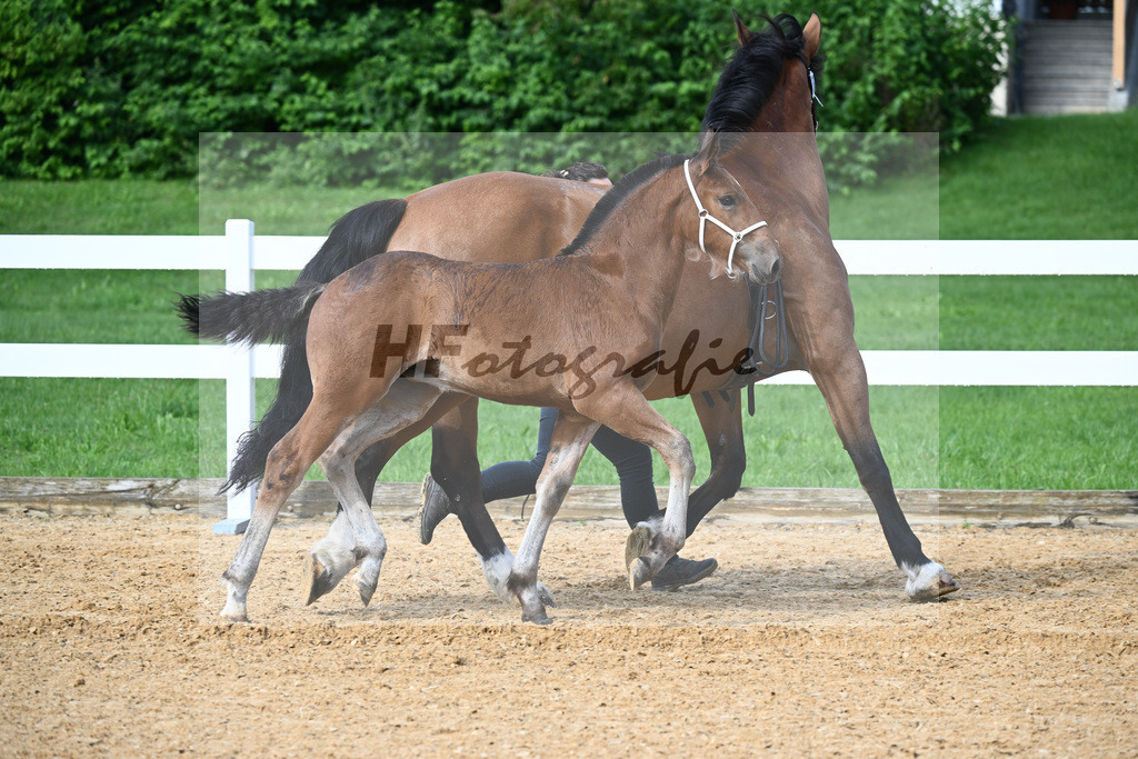 Kat-Nr. 5 Rivaldo x Normativ_Langlechner_27140115 | hf-fotografie - Realisiert mit Pictrs.com