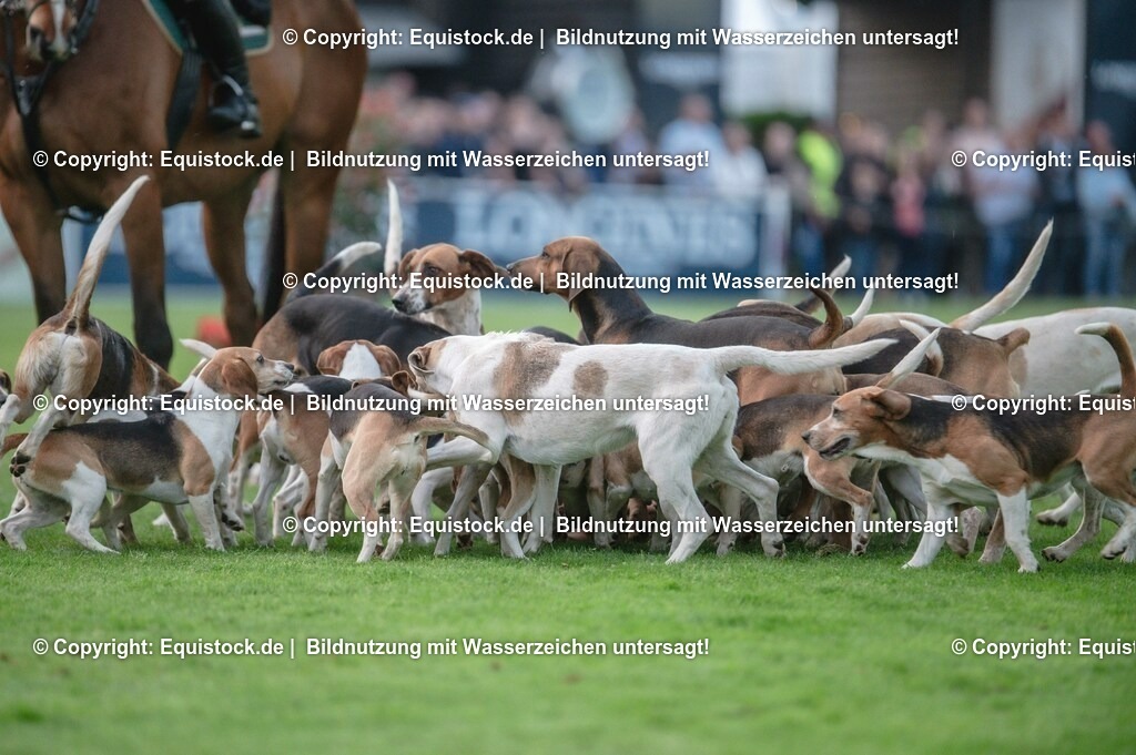 20230526_Pferdenacht_0644 | equistock