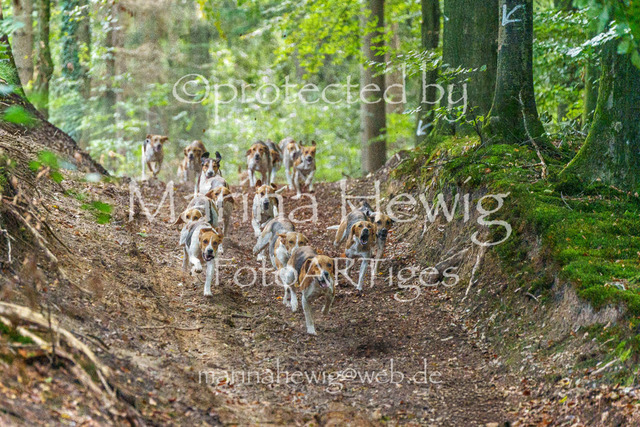 Jagd Perdoel_MarinaHewigMCH04674 | Fotografie, FotoArt, PferdesportArt, Pferdesportfotografie, Landschaftsfotografie, Reisefotografie, Reise, Pferde - Realisiert mit Pictrs.com