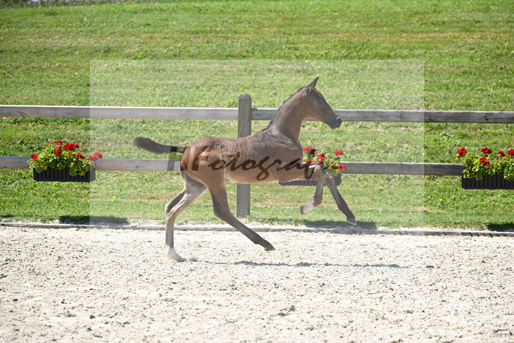 Bordeaux x Vitalis_HF_Lechl_29240624 | hf-fotografie - Realisiert mit Pictrs.com