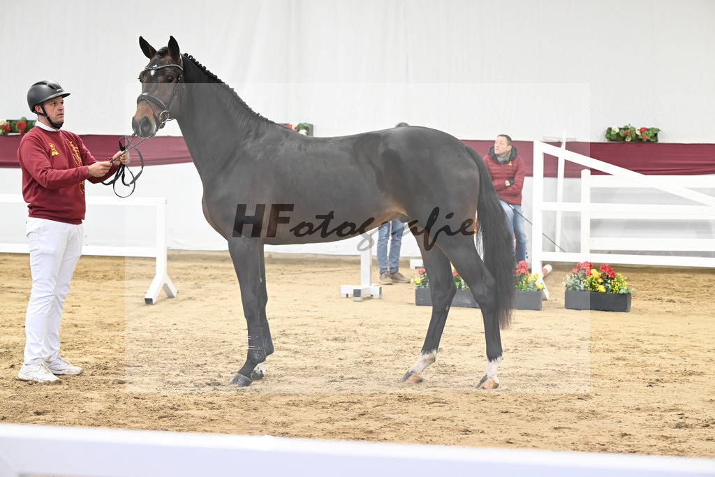 Kat-Nr. 7 Chacoon Blue x Elvis ter Putte_Hansjoerg Harscher_47250087 | hf-fotografie - Realisiert mit Pictrs.com