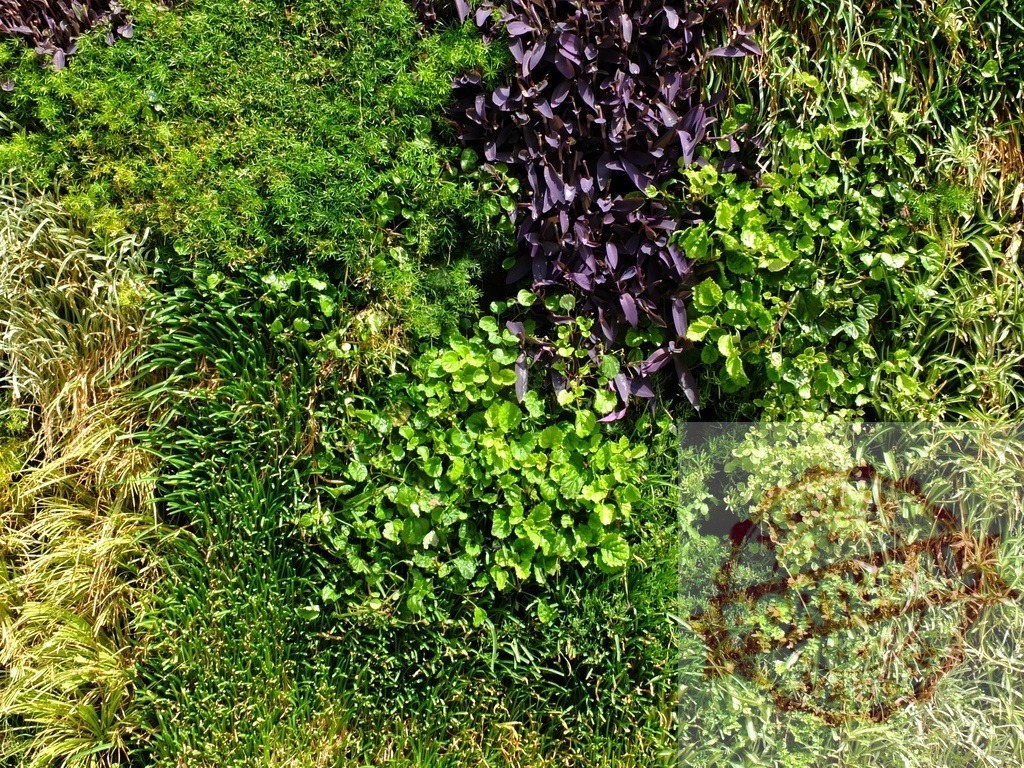 Vertical garden creating a green living wall background | Diverse plants growing on a green living wall creating a natural eco-friendly background texture - Realized with Pictrs.com