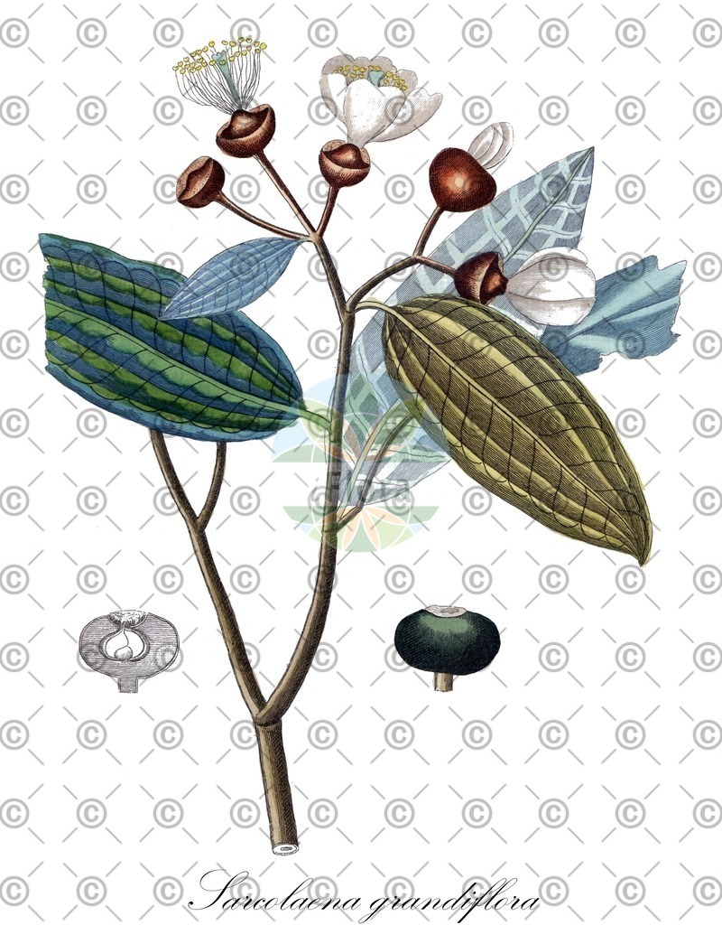 HistAbb_wfo-0000431188_1_ENZY_Simple | Historische Abbildung von Sarcolaena grandiflora - Sarcolaenaceae | Historical Illustration of Sarcolaena grandiflora - Sarcolaenaceae