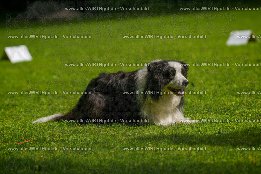 @allesWIRTHgut_Tierfotografie - www.allesWIRTHgut.de - 7R502741 | Professionelle Tierfotografie in Mönchengladbach von Daniel Wirth (allesWIRTHgut). Liebevolle & natürliche Bilder von Hunden & Katzen für unvergessliche Erinnerungen.