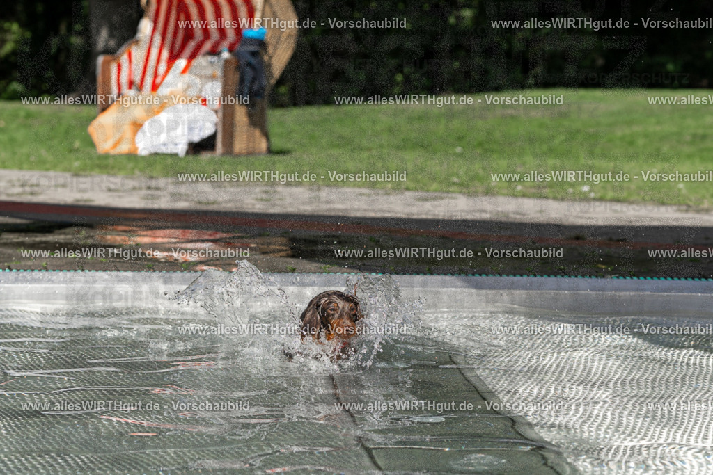 Hundeschwimmen_Volksbad_2026-allesWIRTHgut_Tierfotografie-2609061343-FAY06834 | Professionelle Tierfotografie in Mönchengladbach von Daniel Wirth (allesWIRTHgut). Liebevolle & natürliche Bilder von Hunden & Katzen für unvergessliche Erinnerungen.