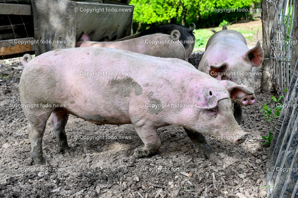 Bauernhof_ Landwirtschaft_ 08.05.2024-21 | 08.05.2024, Thening, AUT, Landwirtschaft, Bauernhof, im Bild Schweine, Schwein, Tiere, Nutztiere, Freilandhaltung