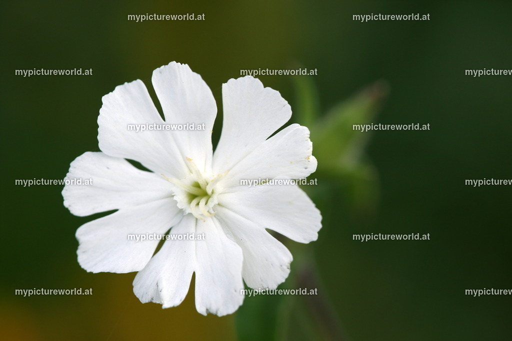Acker-Lichtnelke-001 | Das Bilderarchiv über Tiere, Planzen und Landschaften. In der Bilddatenbank finden Sie ein große Auswahl an hochwertigen Bilder für Ihre Werbung - Realisiert mit Pictrs.com