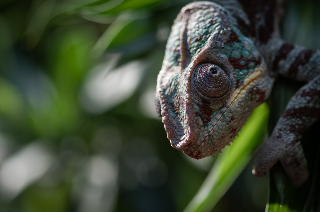 DSC_0626 | kaefersammler_roy - Realisiert mit Pictrs.com