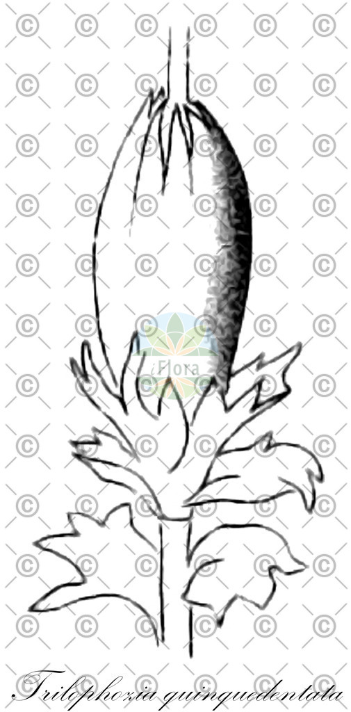 HistAbb_wfo-0000786770_1_ENZY_Simple | Historische Abbildung von Trilophozia quinquedentata - Lophoziaceae | Historical Illustration of Trilophozia quinquedentata - Lophoziaceae