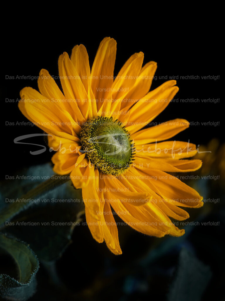 Wandbild "Sonnenhut" | People- und Tierfotografie, Imageaufnahmen, Veranstaltungsfotografie und Wandbilder aus der Natur ★ Made in Germany ✔️ Druck + Downloads ✔️ Naturfotografie in Top Qualität ★ schneller Versand, weltweite Lieferung! - Realisiert mit Pictrs.com