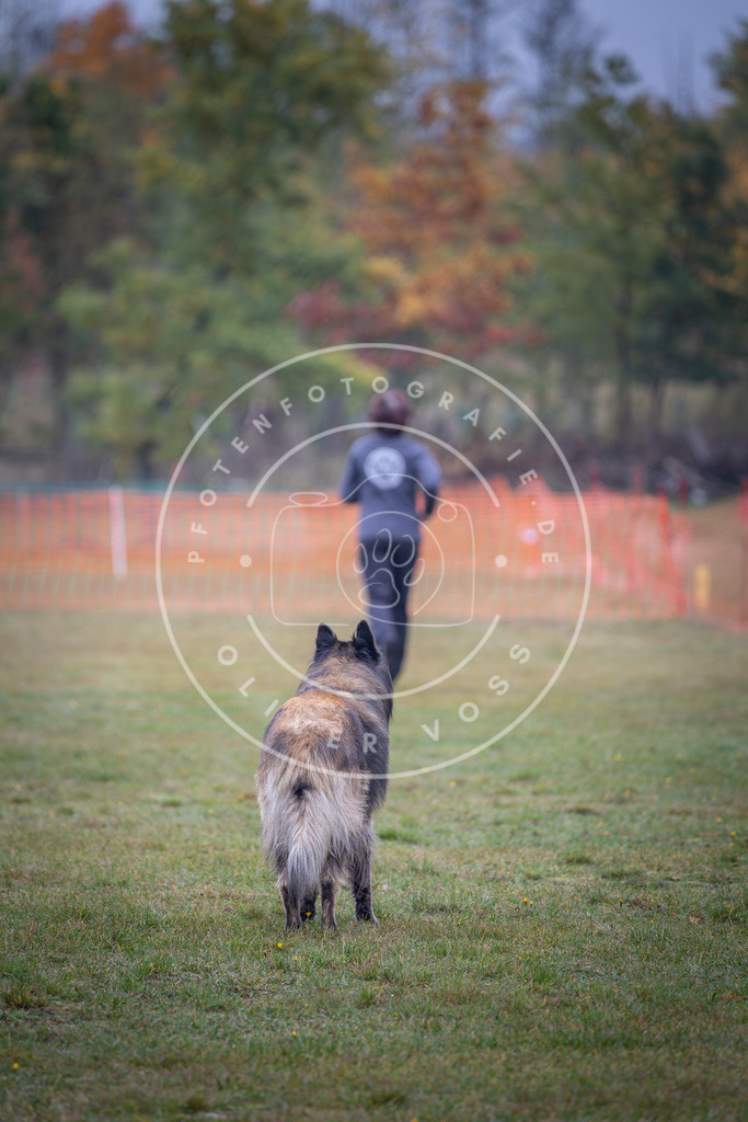 Pfotenfotografie_DV3A9256 | Hundefotografie, Tierfotograf, Pfotenfotografie, Fotoshooting Hund, Hunde Portrait, Hundesport, Hundeportraits, Heideshooting, Hunde, Sportfotograf, Hundefotograf, Turnierhundsport, THS,  - Realisiert mit Pictrs.com