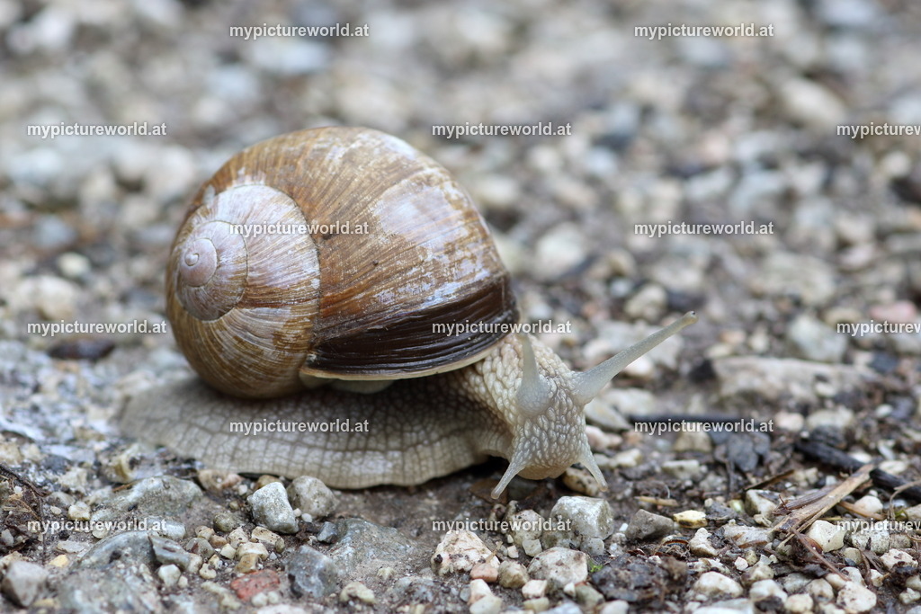 Weinbergschnecke-001 | Das Bilderarchiv über Tiere, Planzen und Landschaften. In der Bilddatenbank finden Sie ein große Auswahl an hochwertigen Bilder für Ihre Werbung - Realisiert mit Pictrs.com