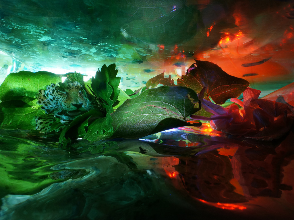 Jaguar, Leopard, Panter | cornelia-geissler - Realisiert mit Pictrs.com