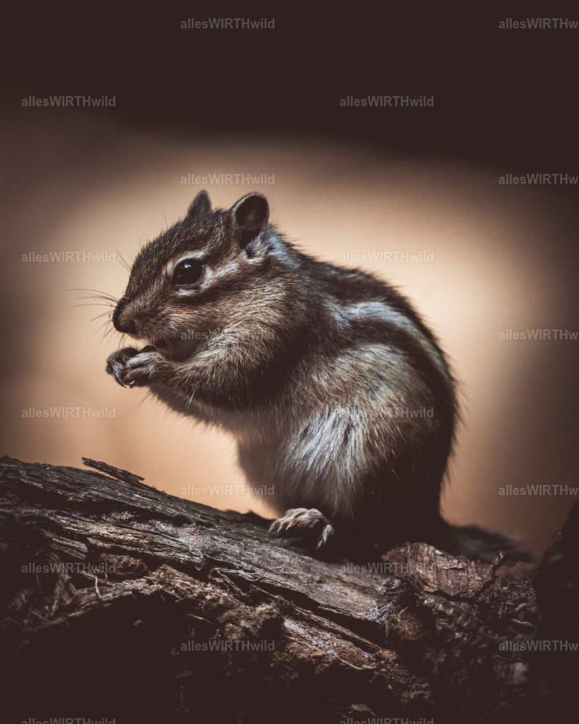 allesWIRTHgut Tierfotografie - www.allesWIRTHwild.de - 7IV03970 | Entdecke die faszinierende Welt der Natur- und Wildlife-Fotografie von Daniel und Bärbel. Inspirierende Bilder von wilden Tieren und kleinen Naturwundern.