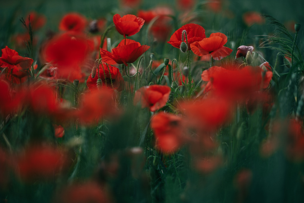 Mohnfeld | Simone Sonderegger Photography