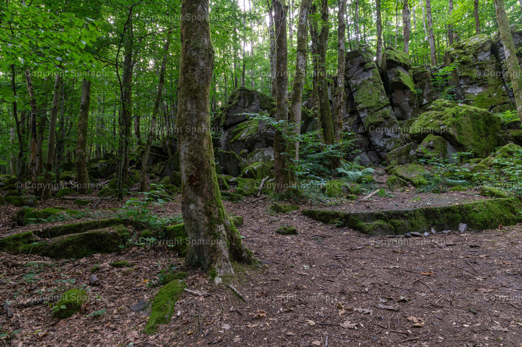 LOC_Trail_Forest12 | sparepix - Realisiert mit Pictrs.com